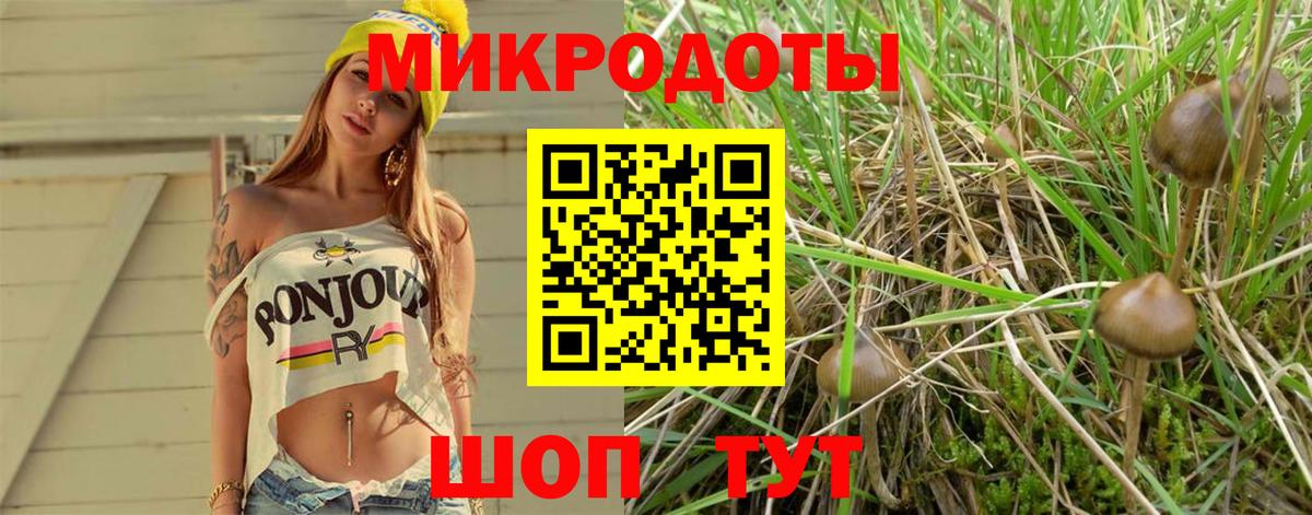 Псилоцибиновые грибы Psilocybe Кызыл